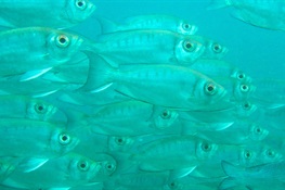 Future of Food is Blue: WCS Joins International Coalition in Support of Aquatic and Blue Foods
